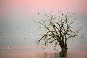 walk worthy trees and birds